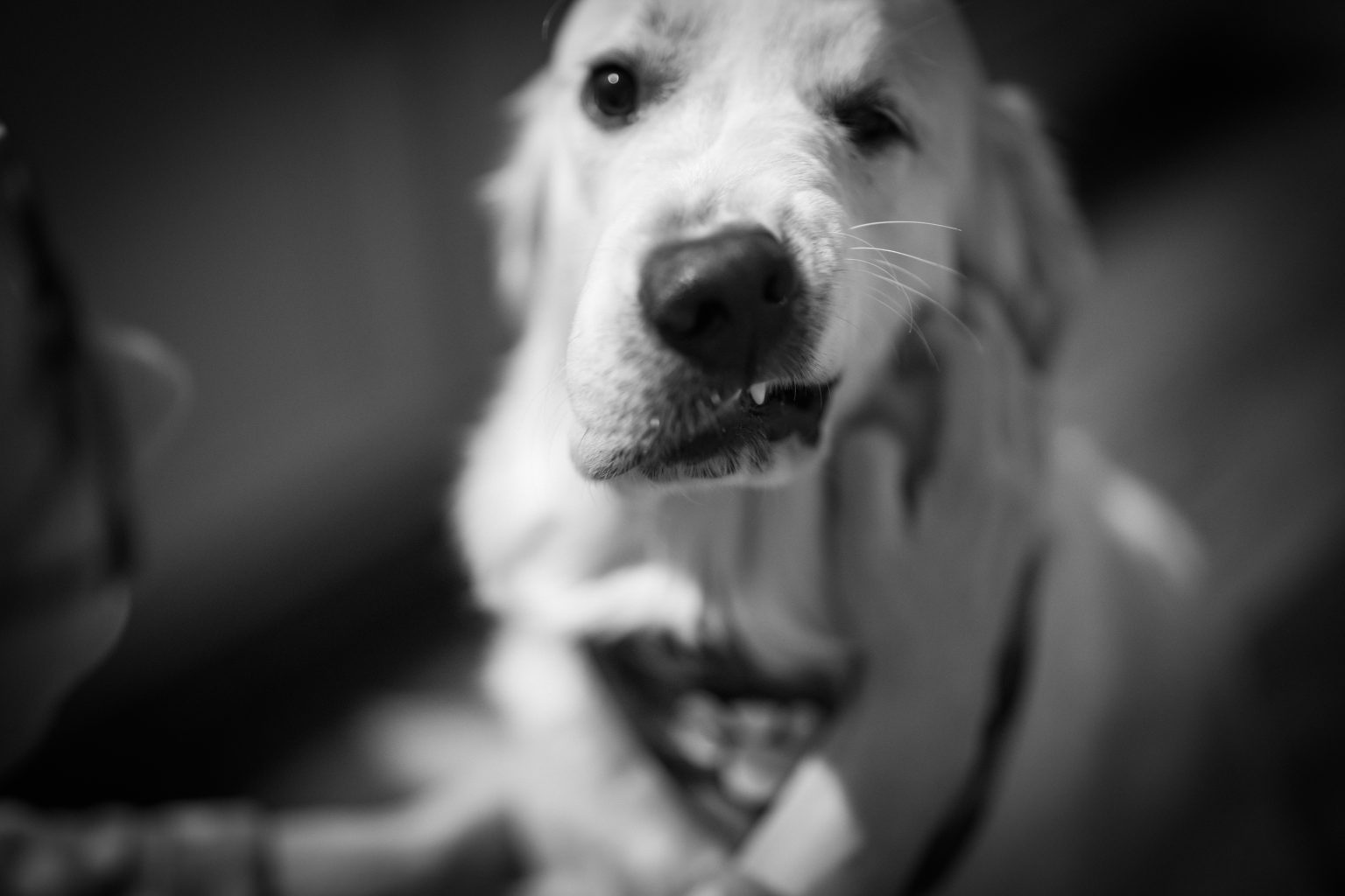 Man's Best Friend — 2