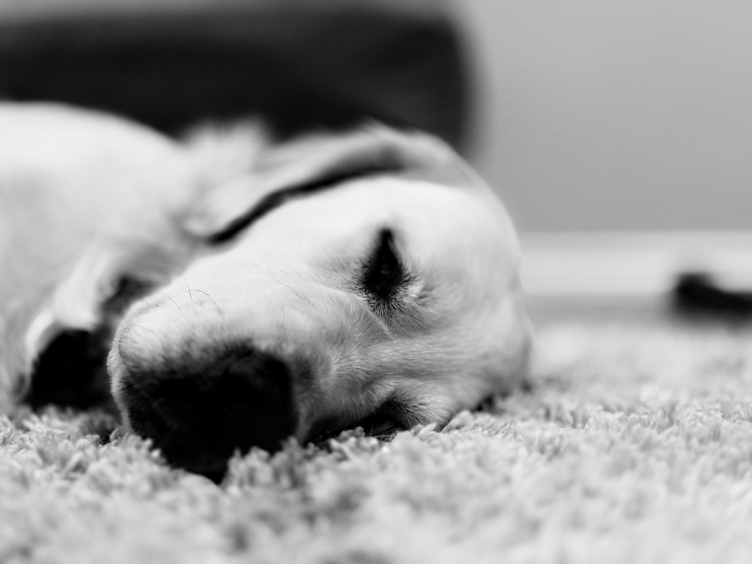 Man's Best Friend — 3